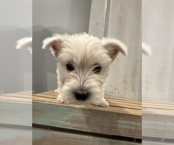 Medium Photo #2 West Highland White Terrier Puppy For Sale in TOPEKA, KS, USA