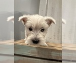 Small Photo #2 West Highland White Terrier Puppy For Sale in TOPEKA, KS, USA