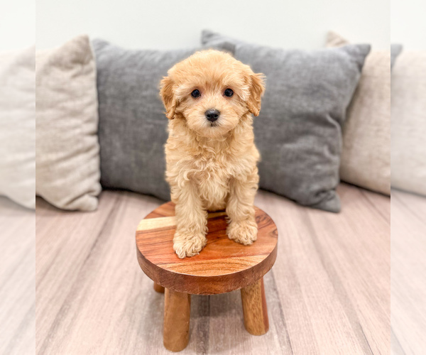 Medium Photo #6 Cavapoo (Standard) Puppy For Sale in DUNDEE, OH, USA