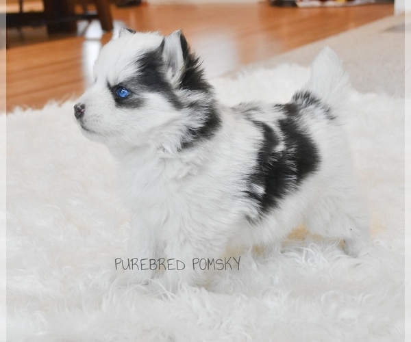 Medium Photo #4 Pomsky Puppy For Sale in KANSAS CITY, MO, USA