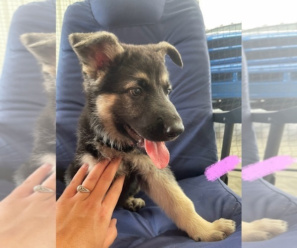 Medium Photo #3 German Shepherd Dog Puppy For Sale in TOLEDO, IL, USA