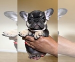 Puppy Puppy 3 French Bulldog