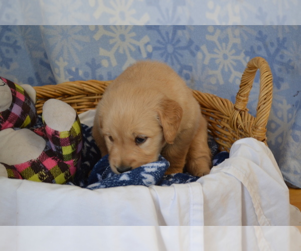 Medium Photo #36 Golden Retriever Puppy For Sale in GREENWOOD, WI, USA
