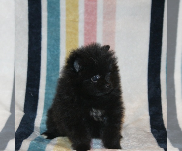 Medium Photo #1 Pomeranian Puppy For Sale in LAKE CITY, SC, USA