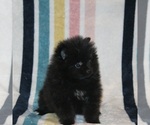 Puppy Smokey Pomeranian