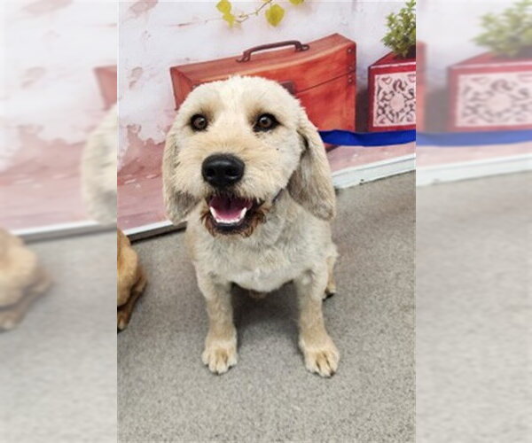 Medium Photo #1 Mutt Puppy For Sale in San Bernardino, CA, USA