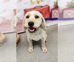 Small Mutt