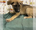 Small German Shepherd Dog