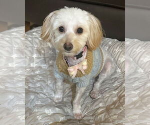 Maltese-Unknown Mix Dogs for adoption in Corona, CA, USA