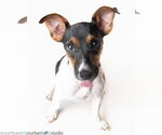 Small #3 Jack Russell Terrier Mix