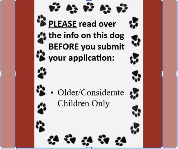 Medium Photo #4 Mutt Puppy For Sale in Fargo, ND, USA