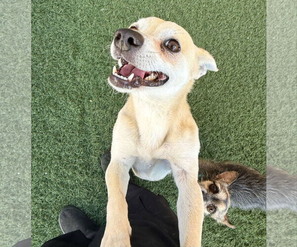 Medium Photo #8 Chihuahua-Unknown Mix Puppy For Sale in phoenix, AZ, USA