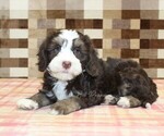 Small #1 Bernedoodle (Miniature)