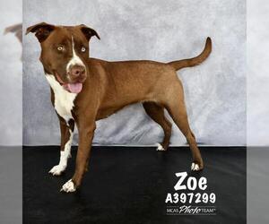 American Pit Bull Terrier-Unknown Mix Dogs for adoption in Conroe, TX, USA