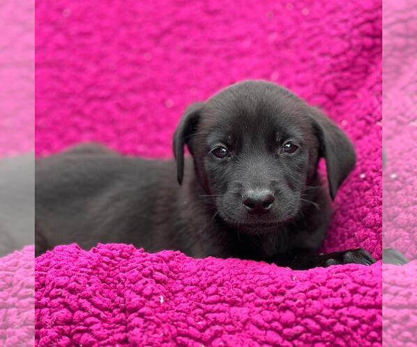 Medium Photo #2 Labrador Retriever-Unknown Mix Puppy For Sale in San Diego, CA, USA