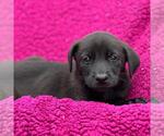 Small #1 Labrador Retriever Mix