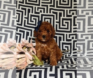Cavapoo Puppy for sale in NEW PROVIDENCE, PA, USA