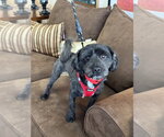 Small Shih Tzu Mix