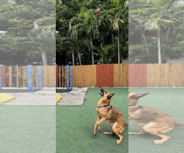 Medium Photo #9 German Shepherd Dog-Unknown Mix Puppy For Sale in Plantation, FL, USA