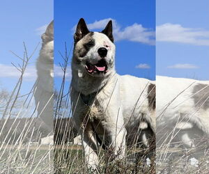 Akita Dogs for adoption in Pottstown, PA, USA