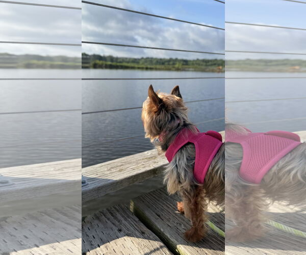Medium Photo #3 Mutt Puppy For Sale in Farmington, MN, USA