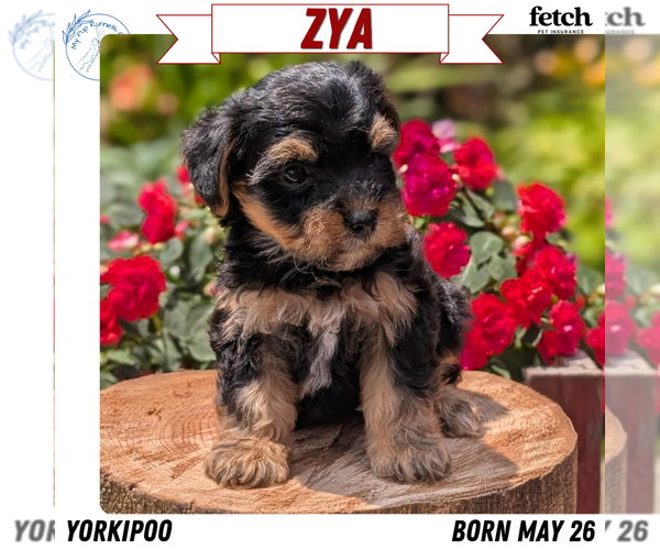 Medium Photo #1 Yorkipoo Puppy For Sale in GOSHEN, IN, USA