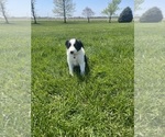 Small Photo #4 Border Collie Puppy For Sale in WOLCOTT, IN, USA