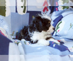Small Photo #2 Bernedoodle (Miniature) Puppy For Sale in MILWAUKEE, WI, USA