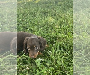 Dachshund Puppy for sale in CANOGA, NY, USA