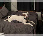 Small #4 Mutt