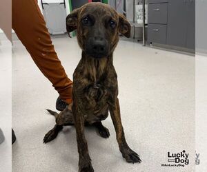 Mutt Dogs for adoption in Washington, DC, USA