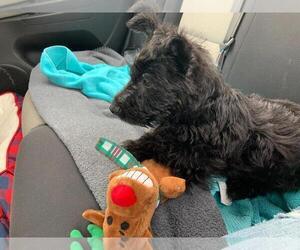 Scottish Terrier Puppy for sale in PORT NECHES, TX, USA
