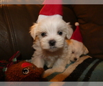 Small Photo #7 Maltese Puppy For Sale in MOMEYER, NC, USA