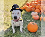 Small #2 American Bulldog Mix