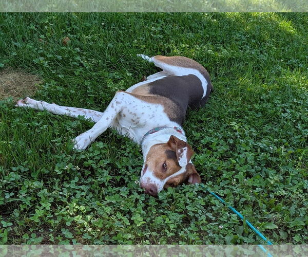 Medium Photo #12 Beagle-Unknown Mix Puppy For Sale in Germantown, OH, USA