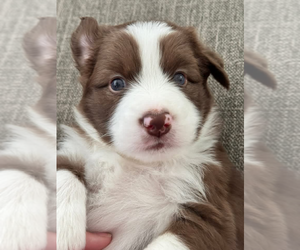 Australian Shepherd Puppy for sale in PANAMA CITY, FL, USA