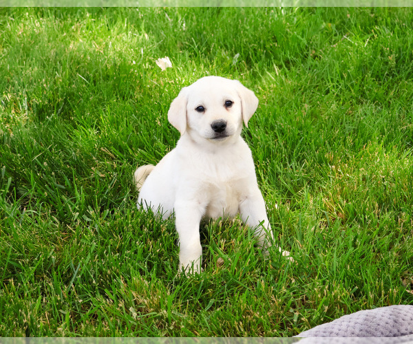 Medium Photo #3 Labrador Retriever Puppy For Sale in SYRACUSE, IN, USA
