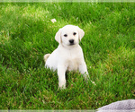 Small #2 Labrador Retriever