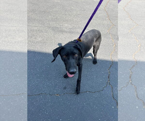 Medium Photo #6 German Shorthaired Lab Puppy For Sale in San Diego, CA, USA