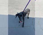 Small #5 German Shorthaired Lab
