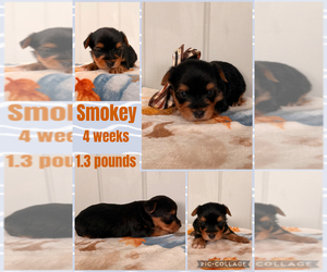 Yorkshire Terrier Puppy for sale in NACOGDOCHES, TX, USA