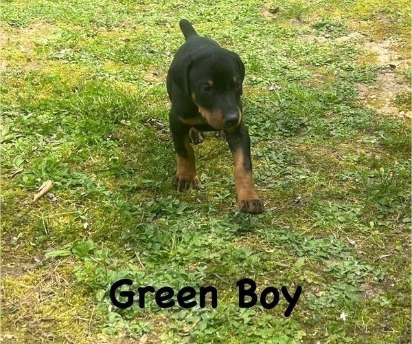 Medium Photo #17 Doberman Pinscher Puppy For Sale in NEW KENT, VA, USA