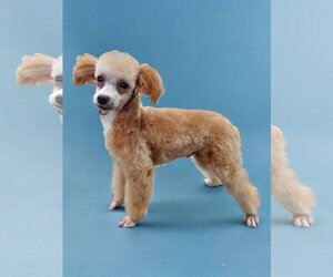 Poodle (Toy) Dogs for adoption in Lincolnwood, IL, USA