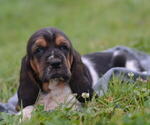 Puppy Beatrice Basset Hound