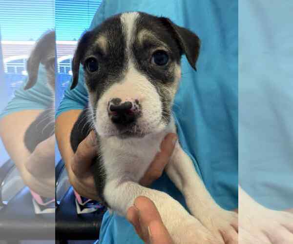 Medium Photo #18 American Staffordshire Terrier-Siberian Husky Mix Puppy For Sale in Holly Springs, NC, USA