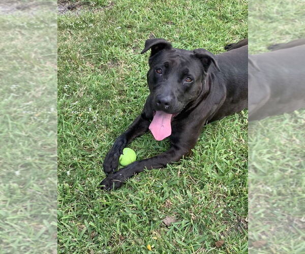 Medium Photo #2 Mutt Puppy For Sale in San Leon, TX, USA