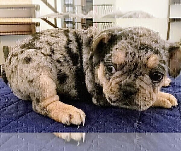 Medium Photo #1 French Bulldog Puppy For Sale in CHINO HILLS, CA, USA