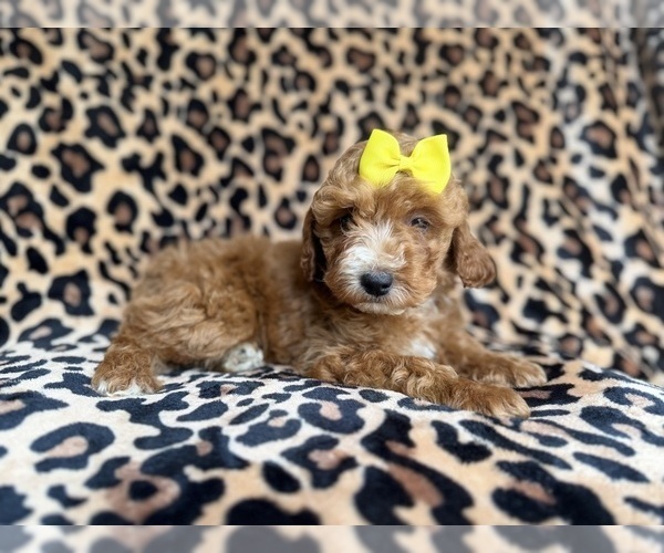 Medium Photo #6 Cockapoo (Miniature) Puppy For Sale in LAKELAND, FL, USA