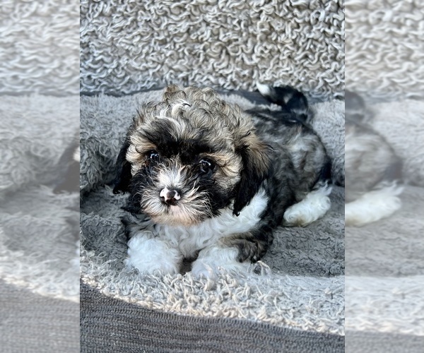 Medium Photo #55 Zuchon Puppy For Sale in RENO, NV, USA
