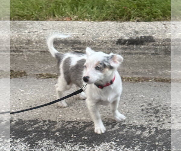 Medium Photo #2 Chiweenie Puppy For Sale in Mukwonago, WI, USA